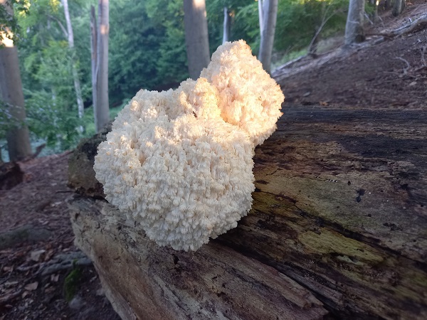 koralovec bukový Hericium coralloides (Scop.) Pers.