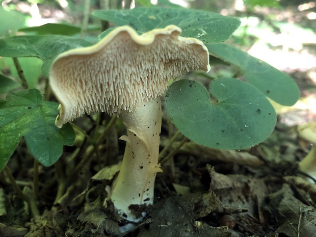 jelenka poprehýbaná Hydnum repandum L.