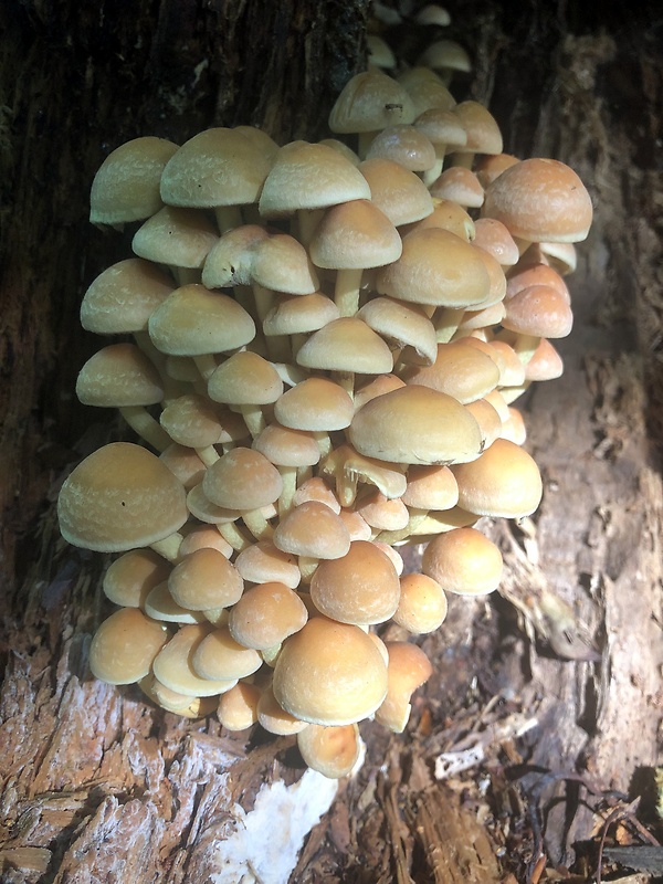 strapcovka zväzkovitá Hypholoma fasciculare (Huds.) P. Kumm.