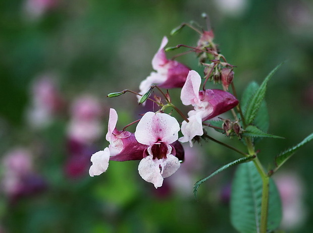 netýkavka žliazkatá Impatiens glandulifera Royle