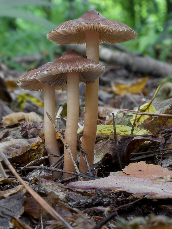 vláknica Inocybe sp.