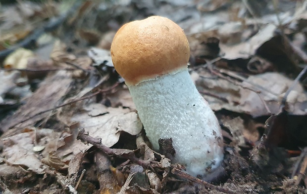 kozák osikový Leccinum albostipitatum den Bakker & Noordel.