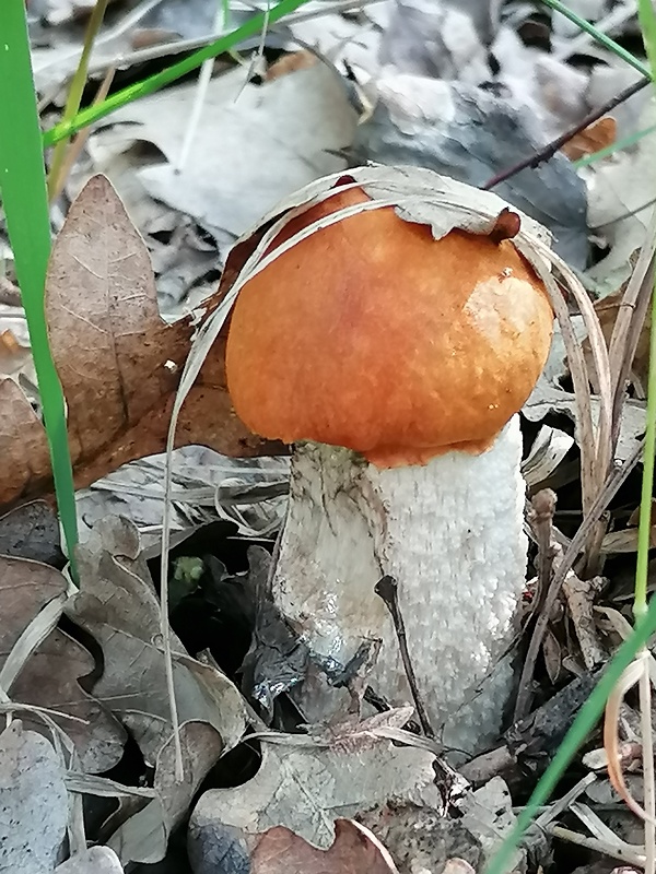 kozák osikový Leccinum albostipitatum den Bakker & Noordel.