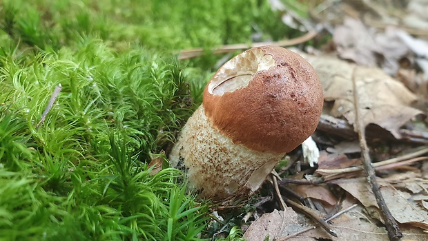 kozák dubový Leccinum aurantiacum (Bull.) Gray