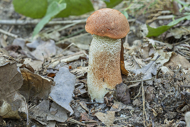 kozák dubový Leccinum aurantiacum (Bull.) Gray