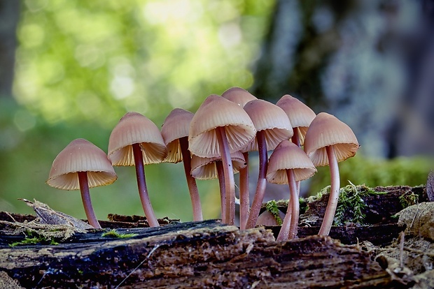 prilbička krvavomliečna Mycena haematopus (Pers.) P. Kumm.