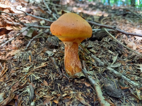 masliak smrekovcový Suillus grevillei (Klotzsch) Singer