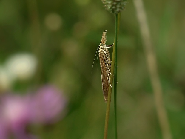 trávovec trávový Agriphila tristella