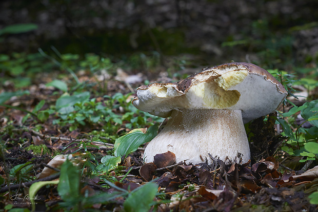 hríb smrekový Boletus edulis Bull.