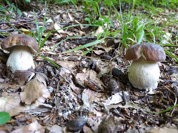 hríb smrekový Boletus edulis Bull.