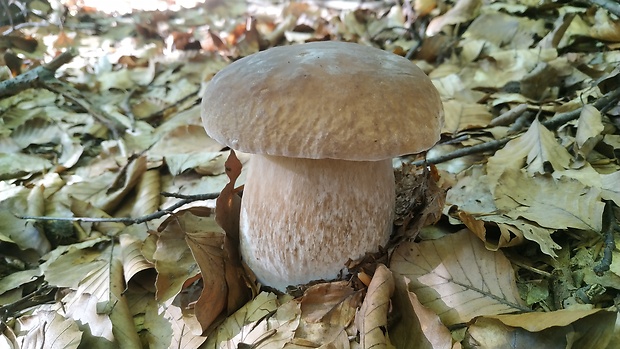 hríb smrekový Boletus edulis Bull.