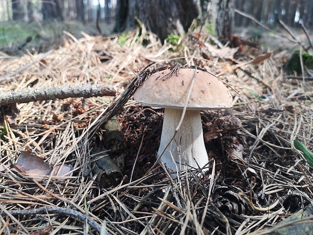 hríb smrekový Boletus edulis Bull.