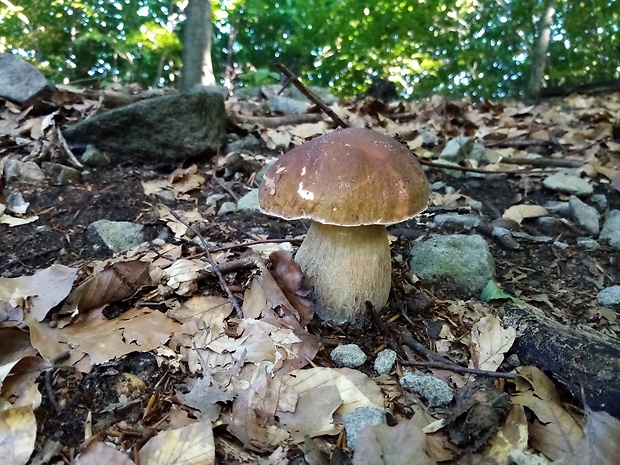 hríb smrekový Boletus edulis Bull.