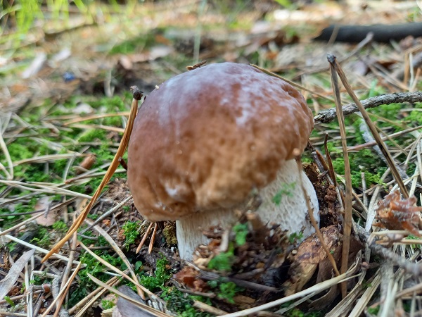 hríb smrekový Boletus edulis Bull.