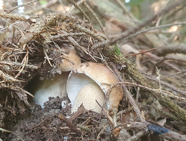 hríb smrekový Boletus edulis Bull.