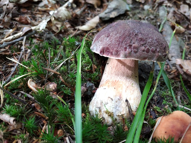 hríb sosnový Boletus pinophilus Pil. et Dermek in Pil.