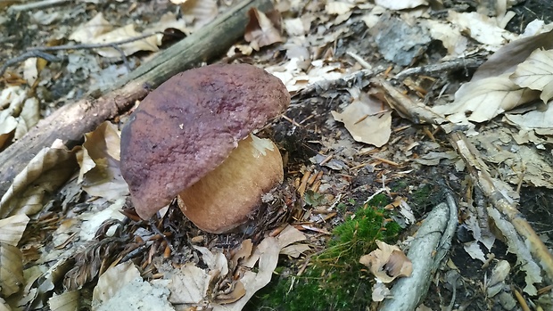 hríb sosnový Boletus pinophilus Pil. et Dermek in Pil.