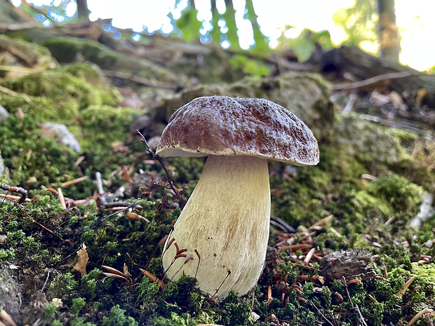 hríb sosnový Boletus pinophilus Pil. et Dermek in Pil.