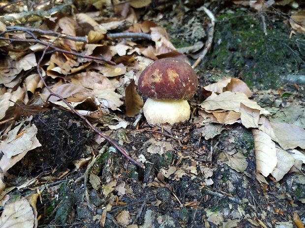 hríb sosnový Boletus pinophilus Pil. et Dermek in Pil.