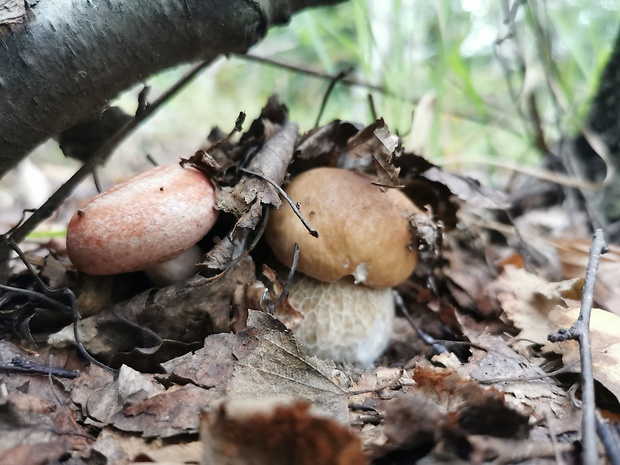 hríb dubový Boletus reticulatus Schaeff.