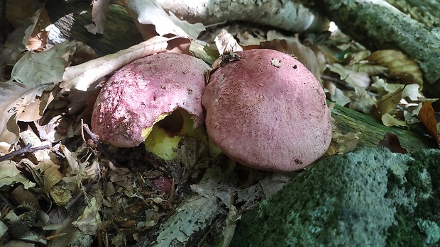 hríb kráľovský Butyriboletus regius (Krombh.) D. Arora & J.L. Frank