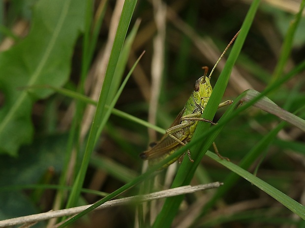 koník lúčny Chorthippus montanus