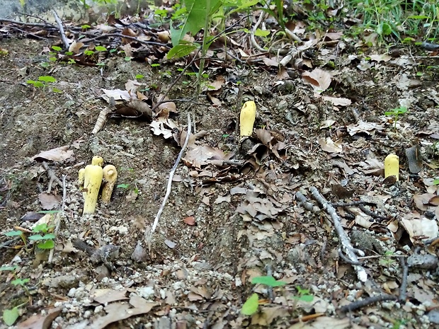 kyjak citrónovožltý Clavariadelphus flavoimmaturus R.H. Petersen