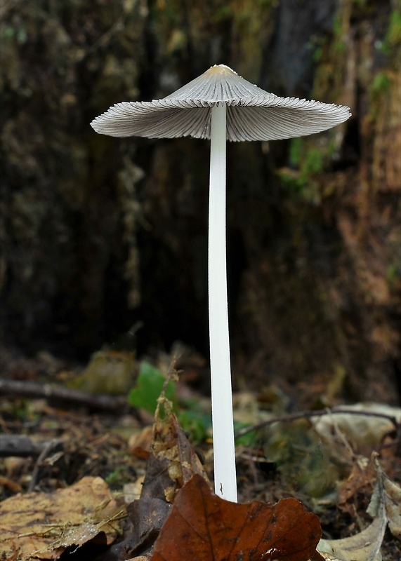 hnojník Coprinus sp.