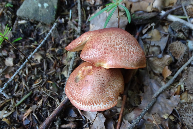 pavučinovec červenošupinatý Cortinarius bolaris (Pers.) Fr.