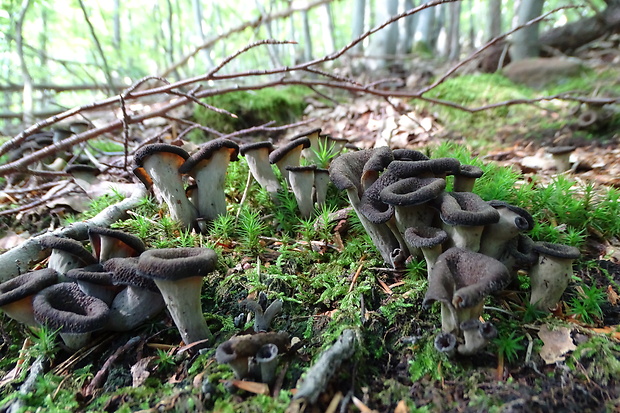 lievik trúbkovitý Craterellus cornucopioides (L.) Pers.