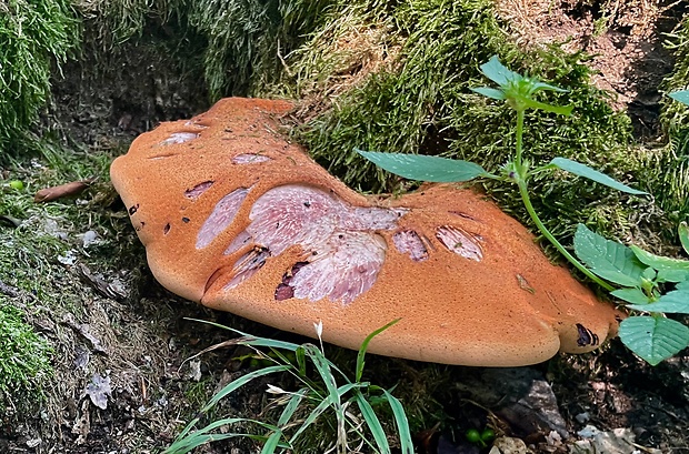 pečeňovec dubový Fistulina hepatica (Schaeff.) With.