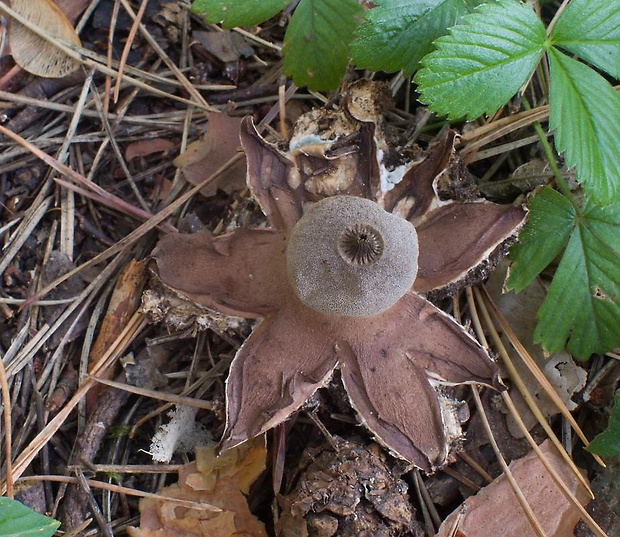 hviezdovka Berkeleyova Geastrum berkeleyi Massee