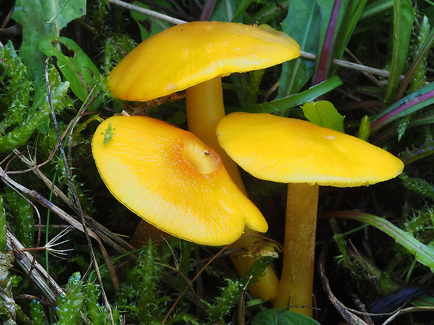 lúčnica citrónovožltá Hygrocybe chlorophana (Fr.) Wünsche