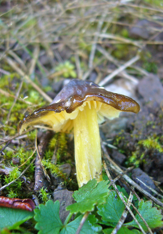 lúčnica hnedožltá Hygrocybe spadicea P. Karst.