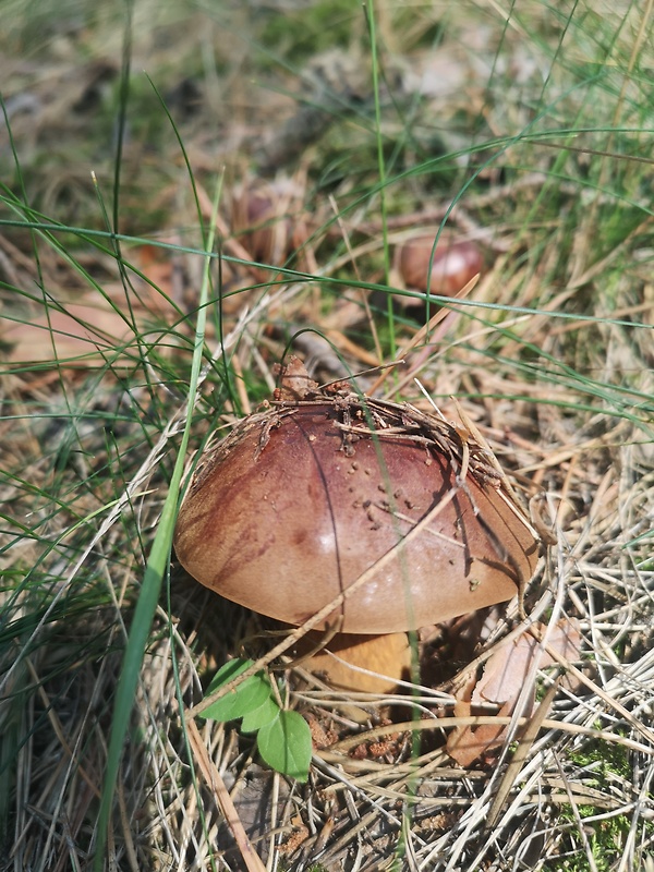 suchohríb hnedý Imleria badia (Fr.) Vizzini