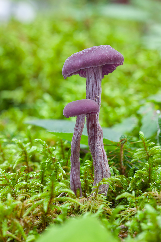 lakovka ametystová Laccaria amethystina (Huds.) Cooke