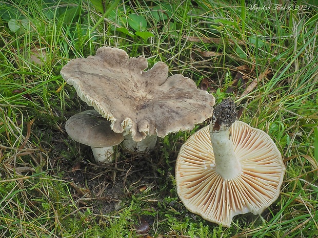 rýdzik dymovosivý Lactarius azonites (Bull.) Fr.