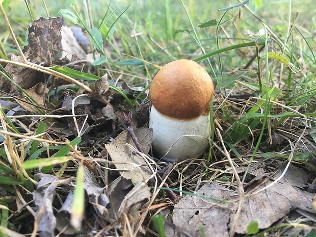 kozák osikový Leccinum albostipitatum den Bakker & Noordel.