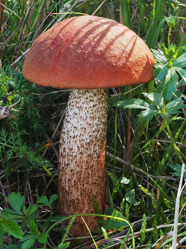 kozák dubový Leccinum aurantiacum (Bull.) Gray