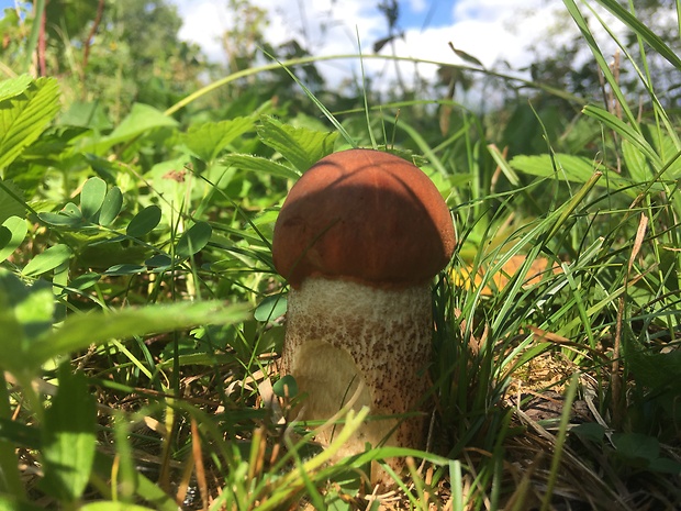 kozák dubový Leccinum aurantiacum (Bull.) Gray