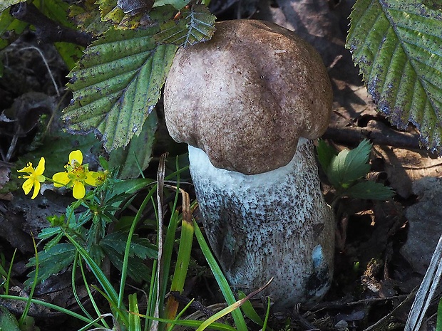 kozák topoľový Leccinum duriusculum (Schulzer ex Kalchbr.) Singer