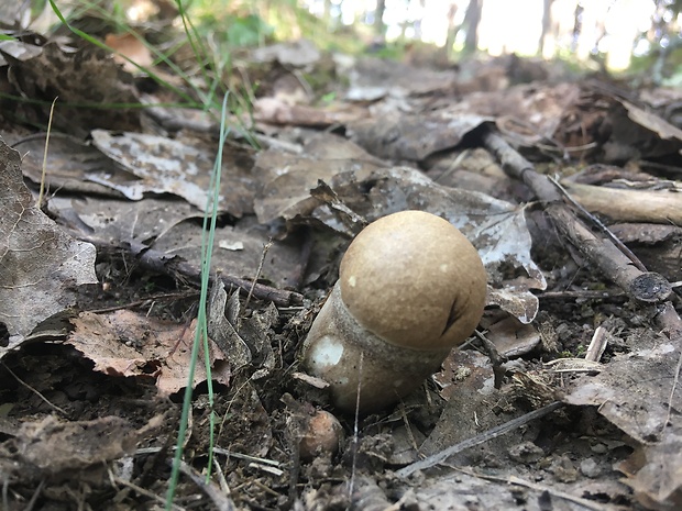 kozák topoľový Leccinum duriusculum (Schulzer ex Kalchbr.) Singer