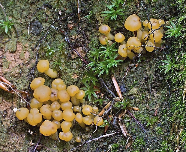 klincovka slizká Leotia lubrica (Scop.) Pers.