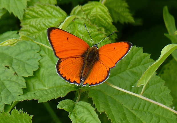 ohniváček zlatobyľový Lycaena virgaureae