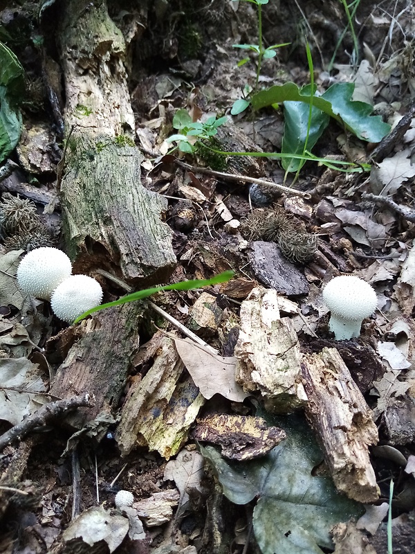 prášnica bradavičnatá Lycoperdon perlatum Pers.