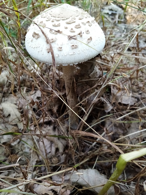 bedľa vysoká Macrolepiota procera (Scop.) Singer