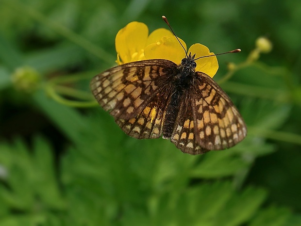 hnedáčik skorocelový Melitaea athalia