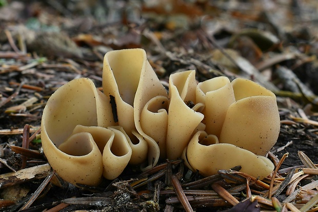 uško Otidea sp.