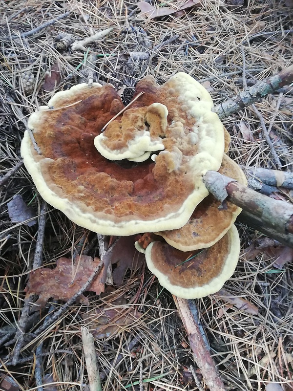 hnedák Schweinitzov Phaeolus schweinitzii (Fr.) Pat.