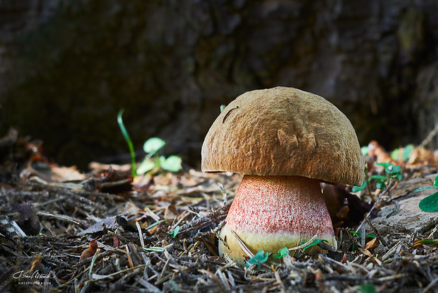 hríb zrnitohlúbikový Sutorius luridiformis (Rostk.) G. Wu & Zhu L. Yang